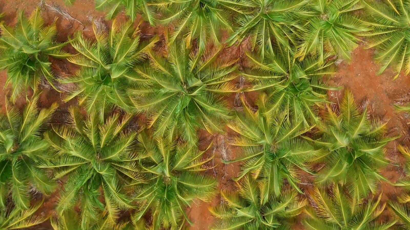 Aerial view of a coconut farm on red soil in Tamil Nadu, filmed by Gmore