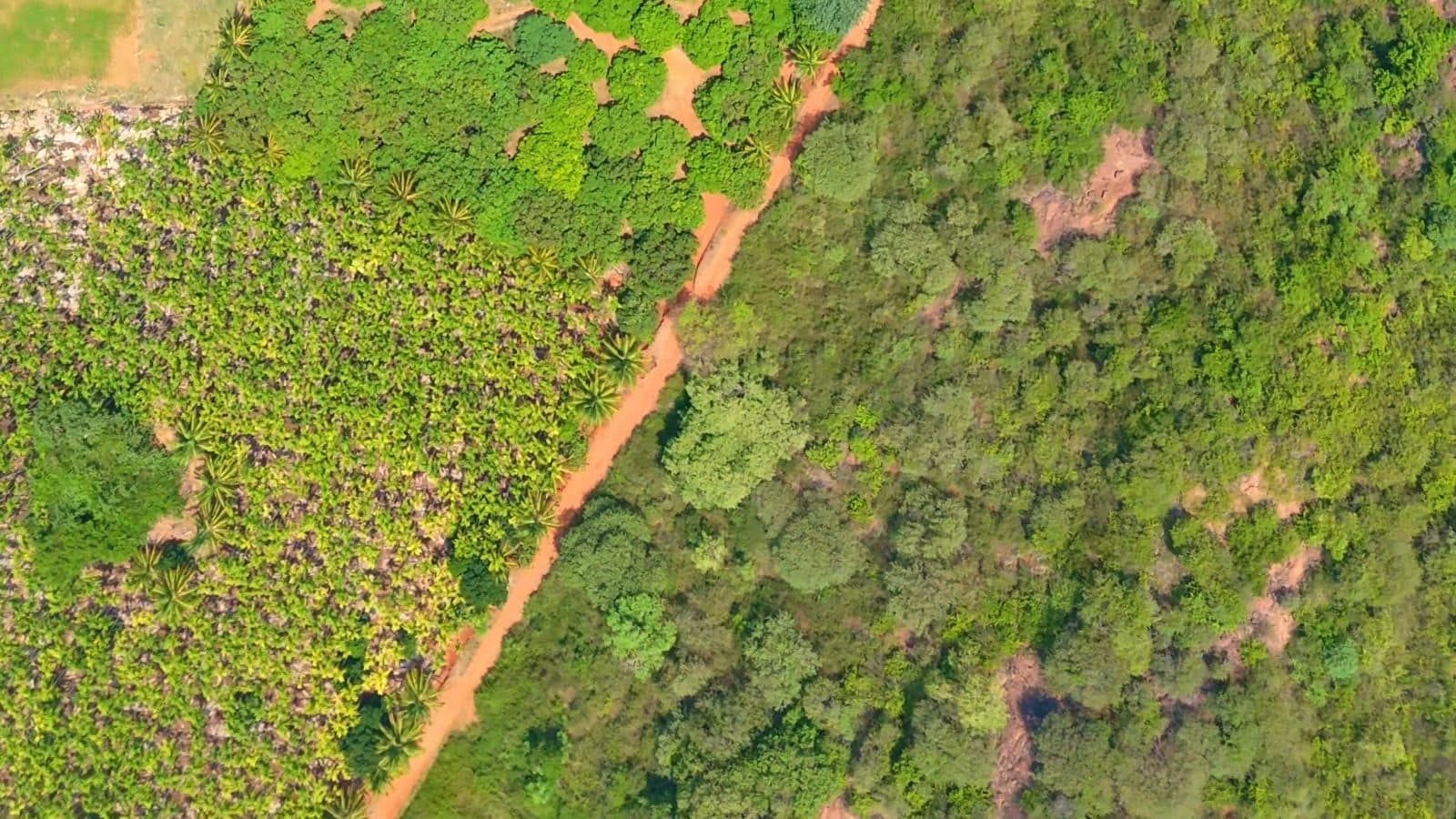 Aerial view of a mango orchard beside forest and a red dirt track, filmed by Gmore